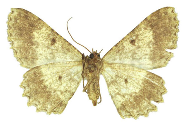 /filer/webapps/moths/media/images/D/deportata_Afroracotis_AF_BMNHb.jpg