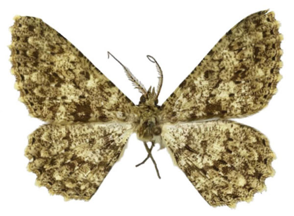 /filer/webapps/moths/media/images/D/deportata_Racotis_HT_MNHN.jpg