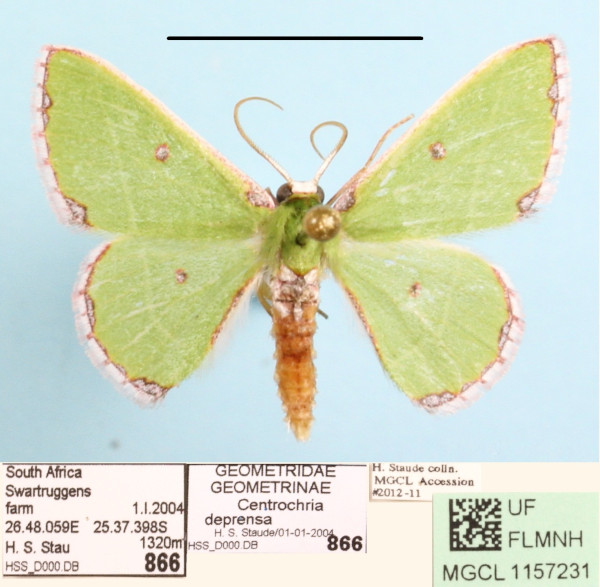 /filer/webapps/moths/media/images/D/deprensa_Centrochria_A_MGCLa_01.JPG