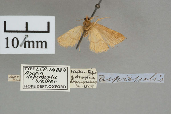 /filer/webapps/moths/media/images/D/depressalis_Asopia_HT_OUMNH_02.jpg