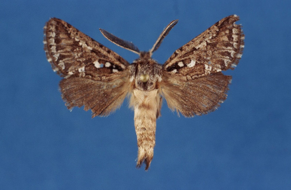 /filer/webapps/moths/media/images/D/deprinsi_Arbelodes_HT_ZMHB.jpg