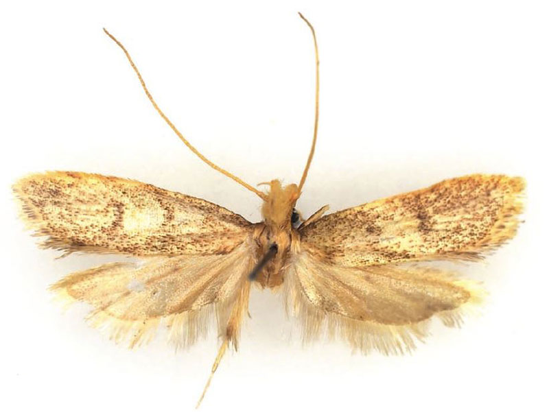 /filer/webapps/moths/media/images/D/deprinsi_Corymbus_HT_RMCA.jpg
