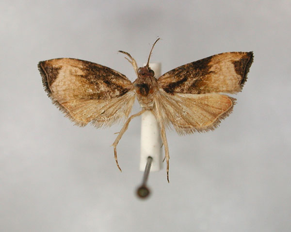 /filer/webapps/moths/media/images/D/deprinsi_Eccopsis_HT_RMCA_01.jpg