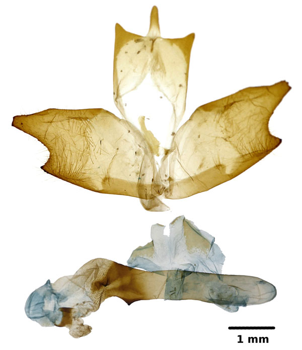 /filer/webapps/moths/media/images/D/deprinsi_Euchromia_GMHT_ZSM.jpg