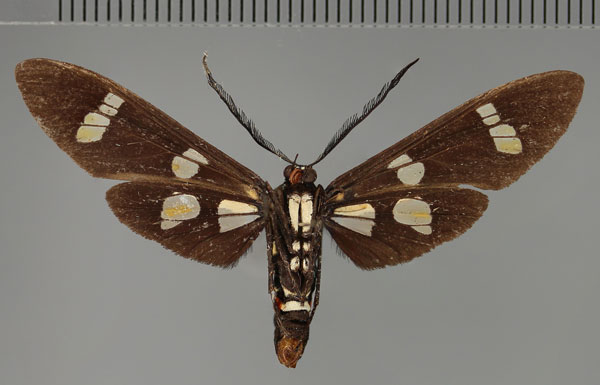 /filer/webapps/moths/media/images/D/deprinsi_Euchromia_HT_ZSM_02.jpg