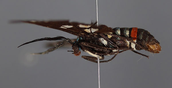 /filer/webapps/moths/media/images/D/deprinsi_Euchromia_HT_ZSM_03.jpg