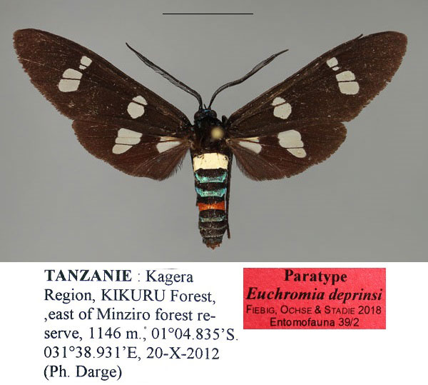 /filer/webapps/moths/media/images/D/deprinsi_Euchromia_PT_ZSM_01_hTKCvCD.jpg