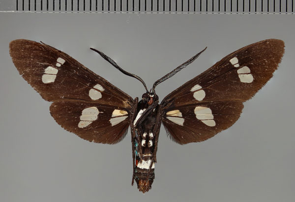/filer/webapps/moths/media/images/D/deprinsi_Euchromia_PT_ZSM_02.jpg