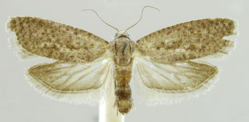 /filer/webapps/moths/media/images/D/deprinsorum_Homadaula_PTF_MfN.jpg