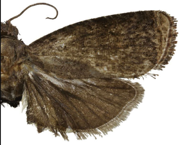 /filer/webapps/moths/media/images/D/deprinsorum_Thaumetovalva_HT_RMCAa.jpg