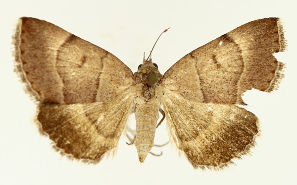 /filer/webapps/moths/media/images/D/deprivata_Plecopterodes_AF_TMSA_01.jpg