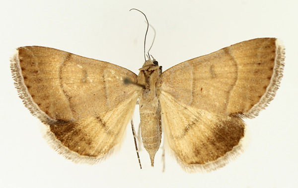 /filer/webapps/moths/media/images/D/deprivata_Plecopterodes_AF_TMSA_02.jpg