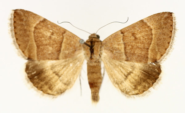 /filer/webapps/moths/media/images/D/deprivata_Plecopterodes_AM_TMSA.jpg