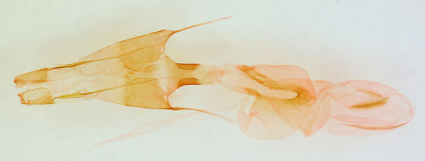 /filer/webapps/moths/media/images/D/depulsa_Hadena_GFHT_BMNH_2125.jpg