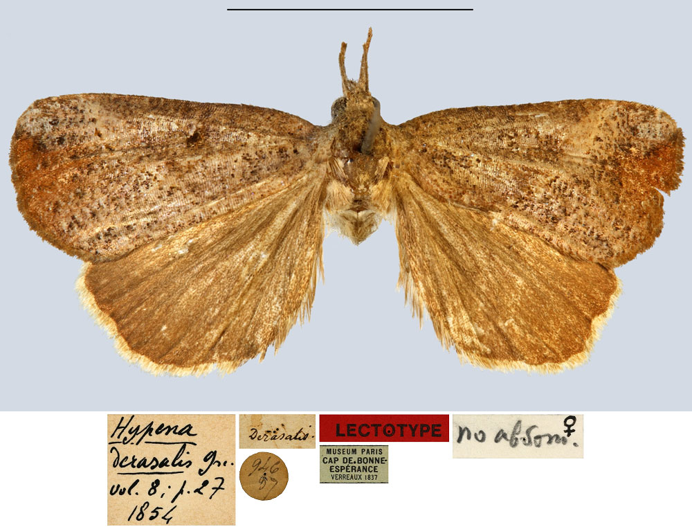 /filer/webapps/moths/media/images/D/derasalis_Hypena_LT_MNHN.jpg