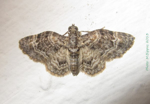 /filer/webapps/moths/media/images/D/derasata_Chloroclysits_A_Bippus.jpg