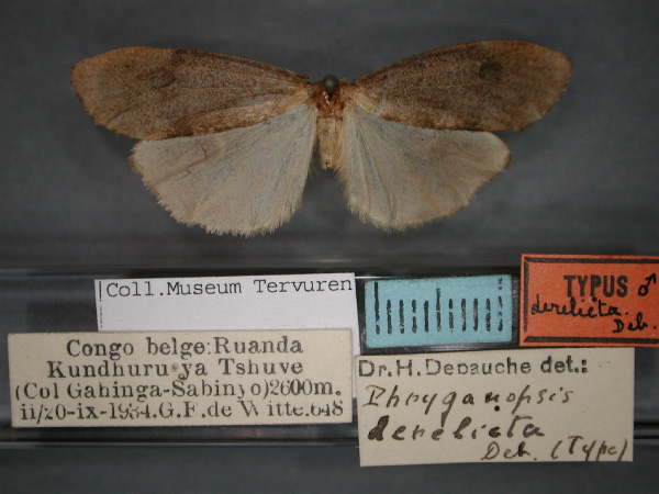 /filer/webapps/moths/media/images/D/derelicta_Pusiola_HT_RMCA_01.jpg