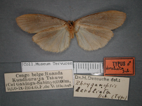 /filer/webapps/moths/media/images/D/derelicta_Pusiola_HT_RMCA_02.jpg