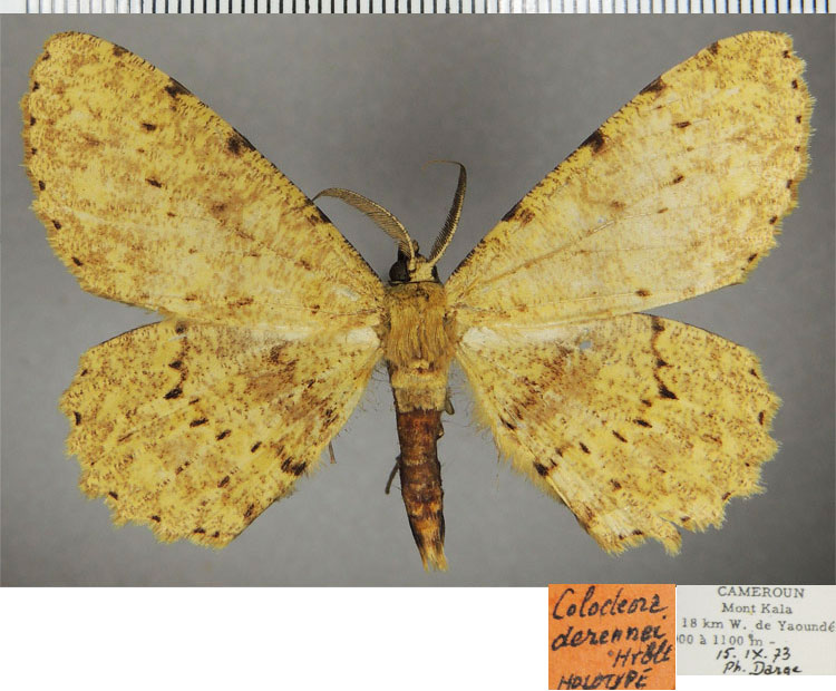 /filer/webapps/moths/media/images/D/derennei_Colocleora_HT_ZSMa.jpg