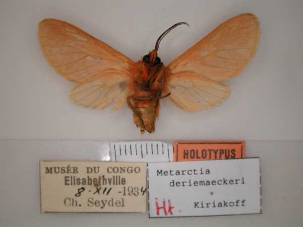 /filer/webapps/moths/media/images/D/deriemaeckeri_Metarctia_HT_RMCA_02.jpg
