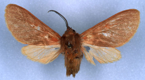 /filer/webapps/moths/media/images/D/deriemaeckeri_Metarctia_HT_RMCA_03.jpg