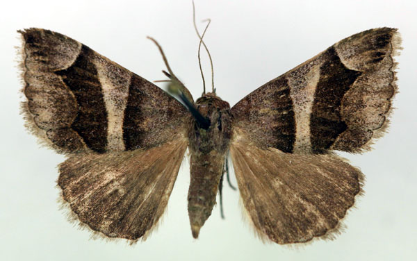 /filer/webapps/moths/media/images/D/derogans_Bastilla_AF_RMCA.jpg