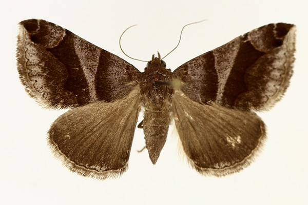 /filer/webapps/moths/media/images/D/derogans_Bastilla_AF_TMSA_02.jpg