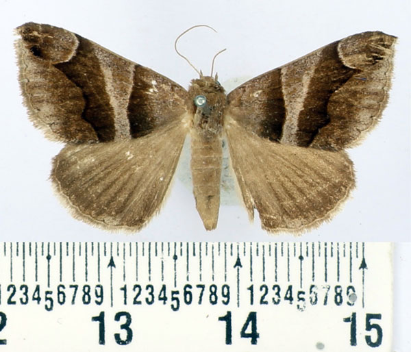 /filer/webapps/moths/media/images/D/derogans_Bastilla_AM_BMNH.jpg
