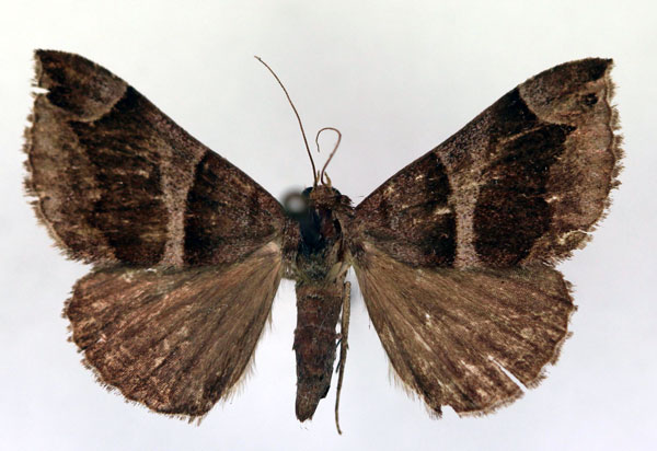 /filer/webapps/moths/media/images/D/derogans_Bastilla_AM_RMCA.jpg