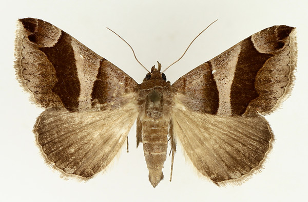/filer/webapps/moths/media/images/D/derogans_Bastilla_AM_TMSA_01.jpg
