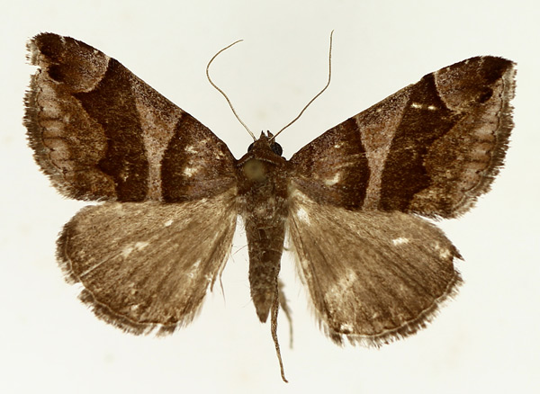 /filer/webapps/moths/media/images/D/derogans_Bastilla_AM_TMSA_02.jpg