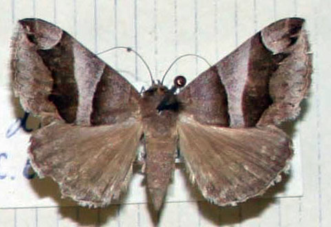 /filer/webapps/moths/media/images/D/derogans_Dysgonia_AM_MNHN.jpg
