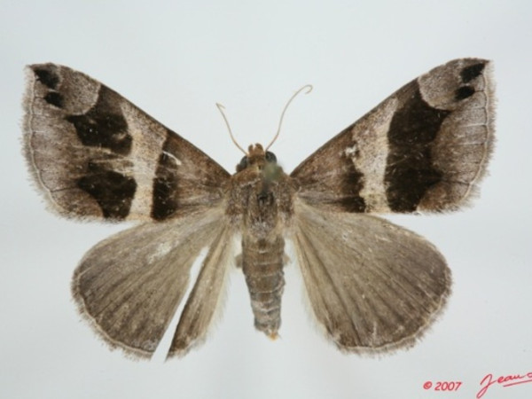 /filer/webapps/moths/media/images/D/derogans_Dysgonia_A_Alberta_01.jpg