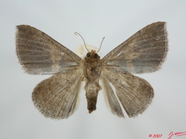 /filer/webapps/moths/media/images/D/derogans_Dysgonia_A_Albertb_01.jpg