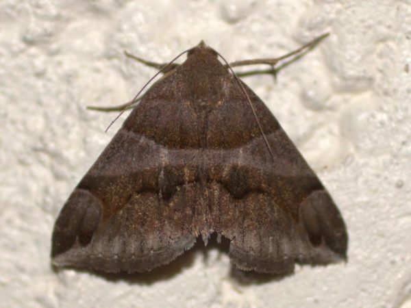 /filer/webapps/moths/media/images/D/derogans_Dysgonia_A_Heyns.jpg