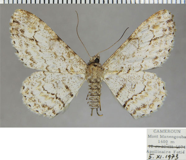 /filer/webapps/moths/media/images/D/derogaria_Cleora_AF_ZSM.jpg