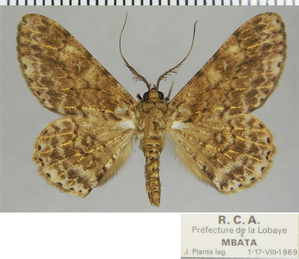 /filer/webapps/moths/media/images/D/derogaria_Cleora_AM_ZSM.jpg