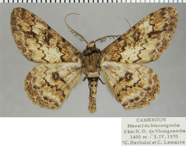 /filer/webapps/moths/media/images/D/derogaria_Cleora_AM_ZSMa.jpg