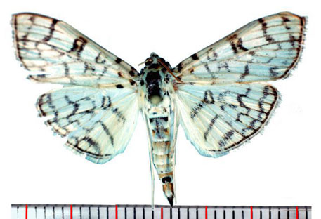 /filer/webapps/moths/media/images/D/derogata_Haritalodes_AM_SMNH.jpg