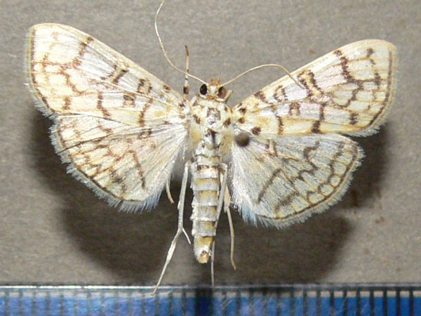 /filer/webapps/moths/media/images/D/derogata_Haritalodes_A_Goff_02.jpg