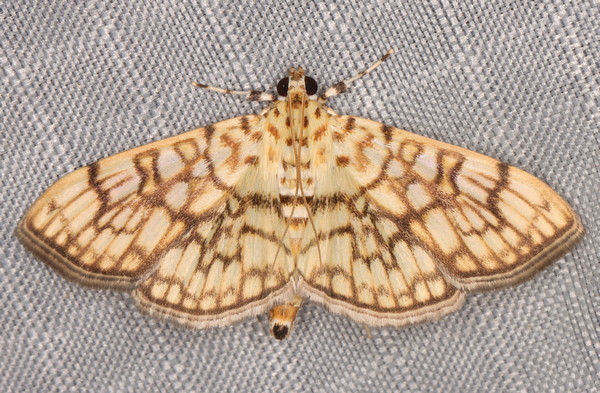 /filer/webapps/moths/media/images/D/derogata_Haritalodes_A_Heyns_01.jpg