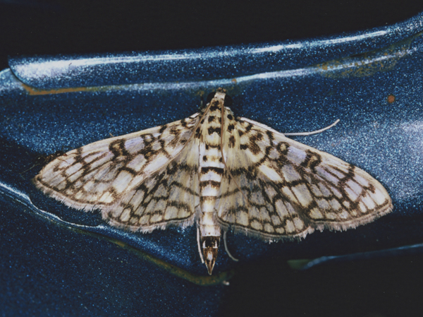 /filer/webapps/moths/media/images/D/derogata_Haritalodes_A_Roland_01.jpg