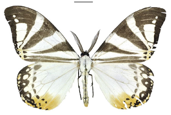 /filer/webapps/moths/media/images/D/derozierae_Otroeda_HT_ANHRT.jpg