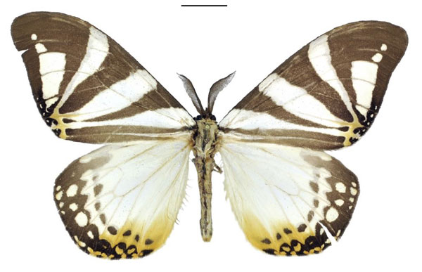 /filer/webapps/moths/media/images/D/derozierae_Otroeda_PTM_ANHRT.jpg