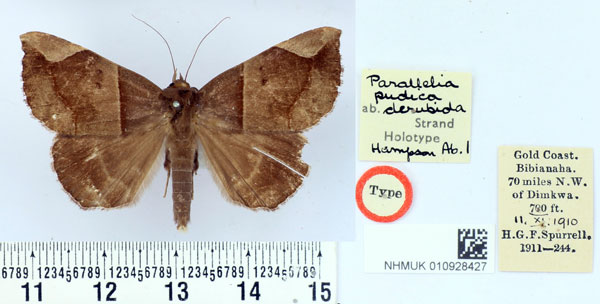 /filer/webapps/moths/media/images/D/derubida_Parallelia_HT_BMNH.jpg