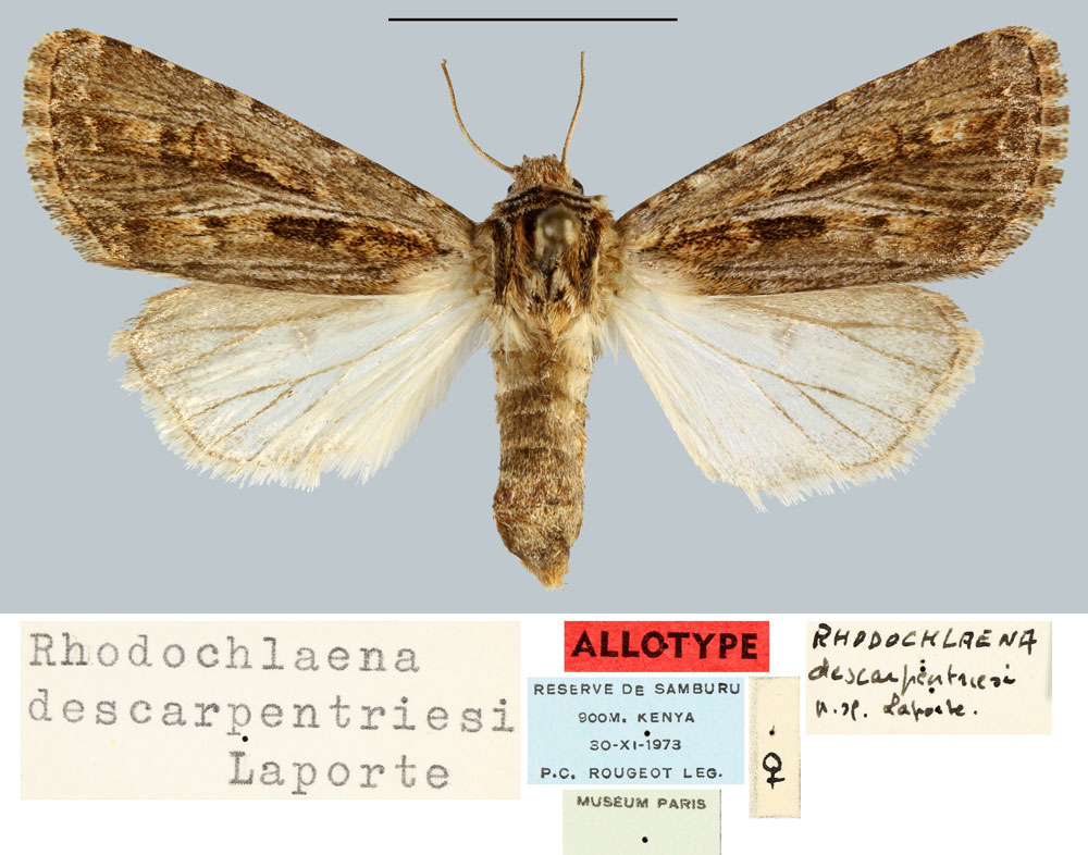 /filer/webapps/moths/media/images/D/descarpentriesi_Rhodochlaena_AT_MNHN.jpg