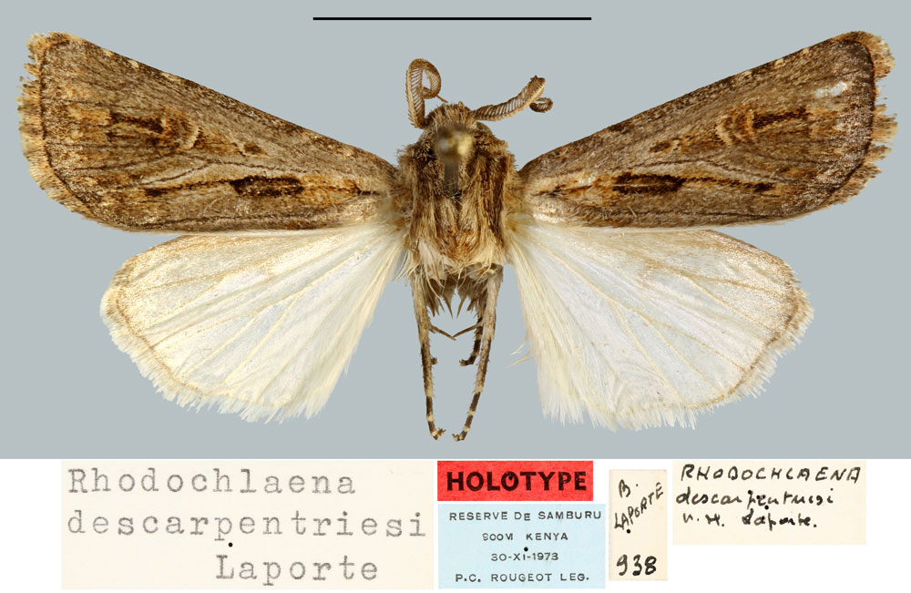 /filer/webapps/moths/media/images/D/descarpentriesi_Rhodochlaena_HT_MNHN.jpg