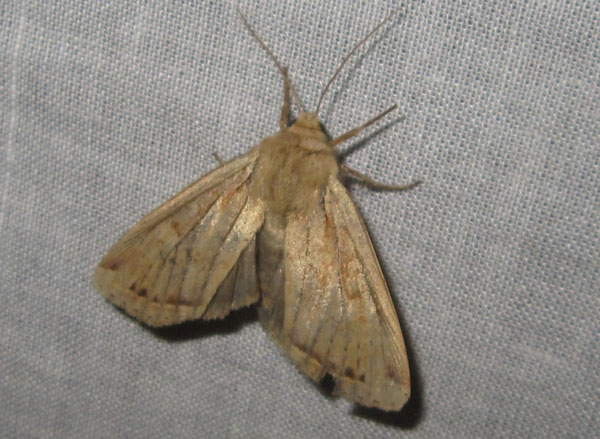 /filer/webapps/moths/media/images/D/desegaulxi_Apamea_A_Bippus.jpg