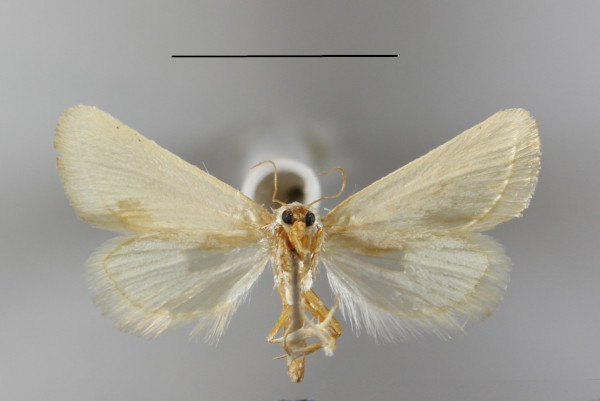 /filer/webapps/moths/media/images/D/deserta_Eublemma_A_MGCLb_01.JPG