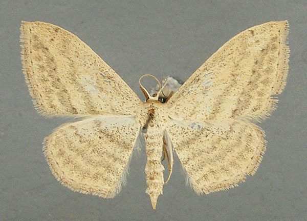 /filer/webapps/moths/media/images/D/deserta_Scopula_AF_TMSA.jpg